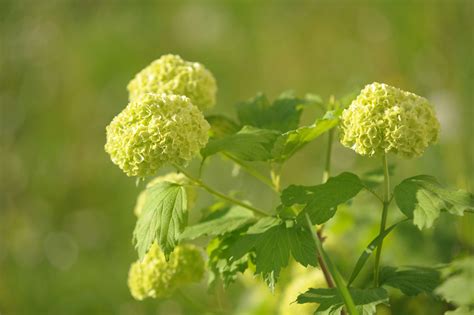 Chinese Snowball Viburnum: Care and Growing Guide