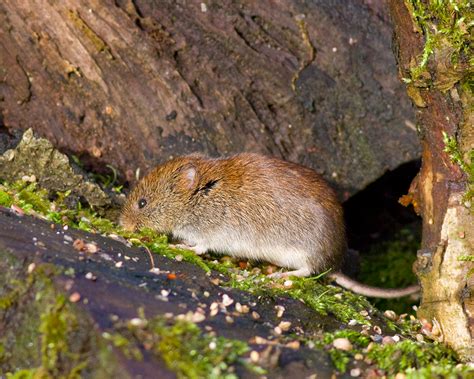 Bank Vole | 16/01/14 One of two Bank Voles that live in the … | Flickr