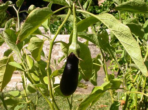 Solanum melongena (Solanaceae) image 21023 at PhytoImages.siu.edu