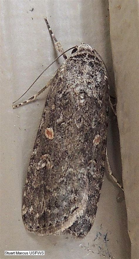 Beet Armyworm Moth Spodoptera exigua (Hubner, [1808]) | Butterflies and ...