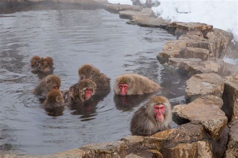 Jigokudani Monkey Park | SELECTED ONSEN RYOKAN | best in japan, private hot spring hotel, open ...