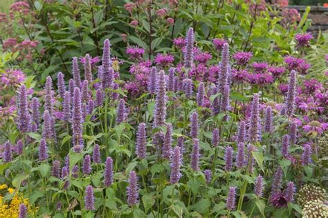 How to Grow and Care for Anise Hyssop Flowers | Gardener's Path