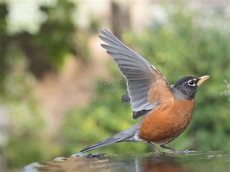 American Robin On The Nest In San Francisco, California, Usa Picture ...