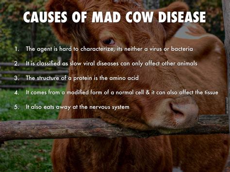 Mad Cow Disease In Humans Symptoms