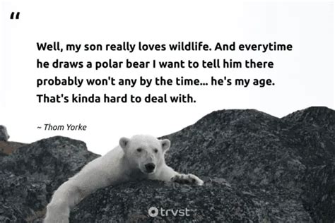 22 Polar Bear Quotes about the King of the Arctics