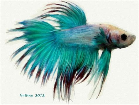 Teal Tropical Fish Painting by Bruce Nutting - Fine Art America