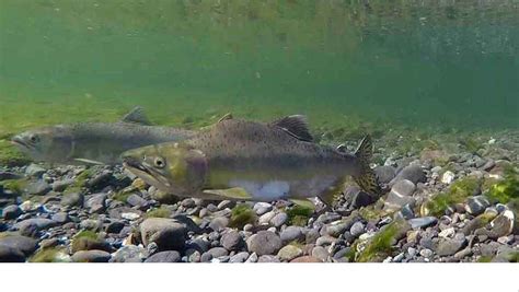 Salmonid Habitat | Redwood Forest Foundation Inc