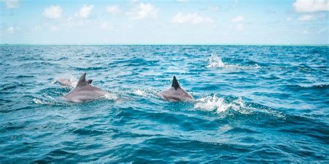 Man Captures A Super Rare Dolphin Pod Sighting In Canada And It's Breathtaking To Watch (VIDEO ...