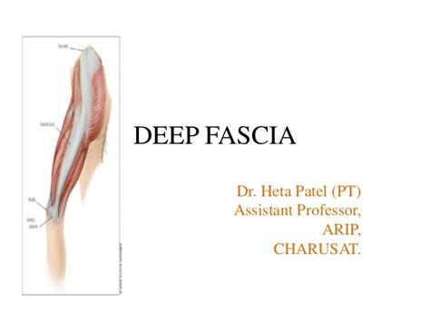 deep fascia – Liberal Dictionary