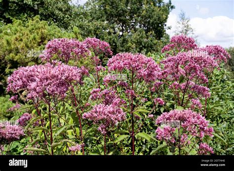 Eupatorium maculatum (Atropurpureum Group) Baby Joe. Purple flowers perennial plant Stock Photo ...