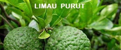 Anim Agro Technology: HERBA - LIMAU PURUT (Part 1)