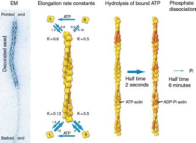 5. Actin Filament Elongation, ATP Hydrolysis, and Phosphate... | Download Scientific Diagram