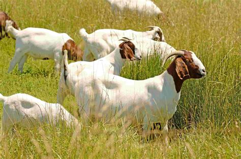 Goat Farming | Farms.com