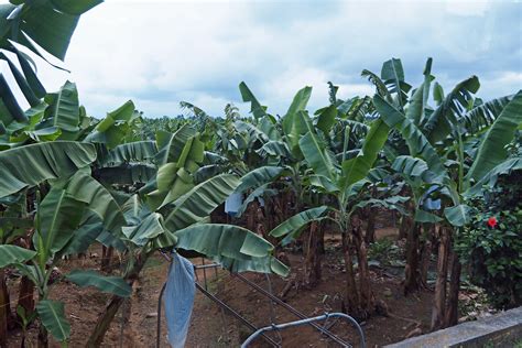 Banana plantation | Photo