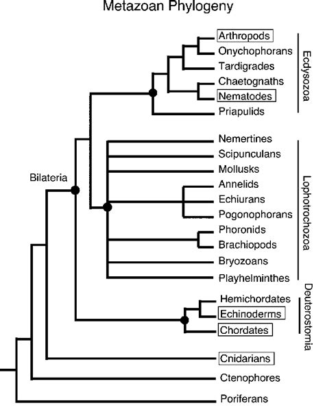 Figure 2 from A Brief Review of Metazoan Phylogeny and Future Prospects ...