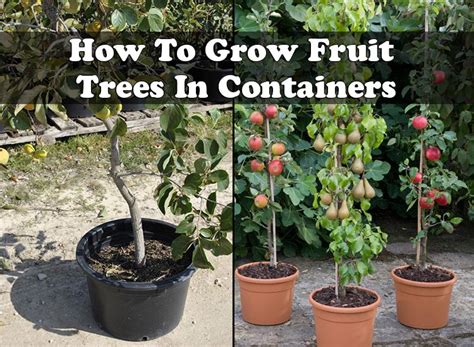 How To Grow Fruit Trees In Containers