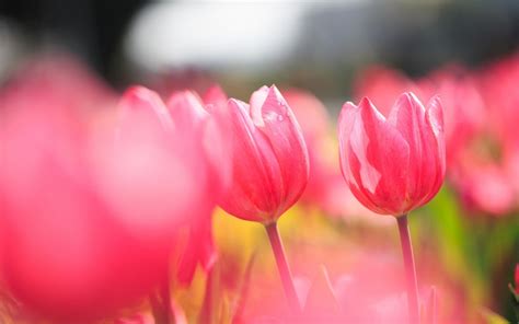 Pink Tulips wallpaper | 1680x1050 | #42518