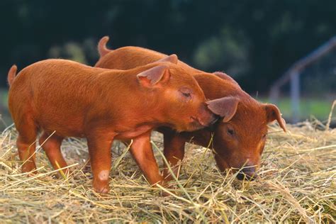 Heritage Pork Breed Selection Considerations | EcoFarming Daily