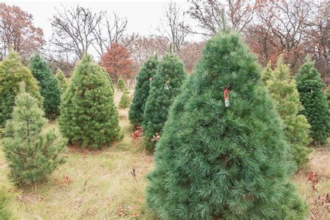 Choose and cut or fresh pre-cut White Pine Christmas Trees