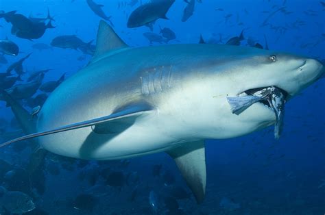 Shark Cull Announced By France Follows Second Fatal Attack Off Réunion Island This Year | HuffPost