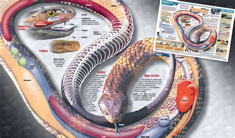 Pics For > Snake Anatomy