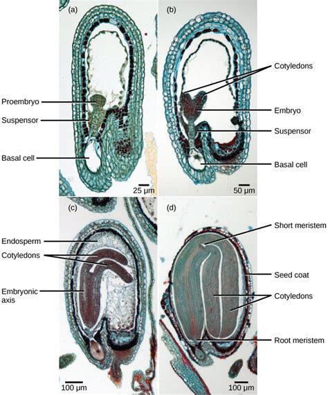 Pollination and Fertilization | Boundless Biology