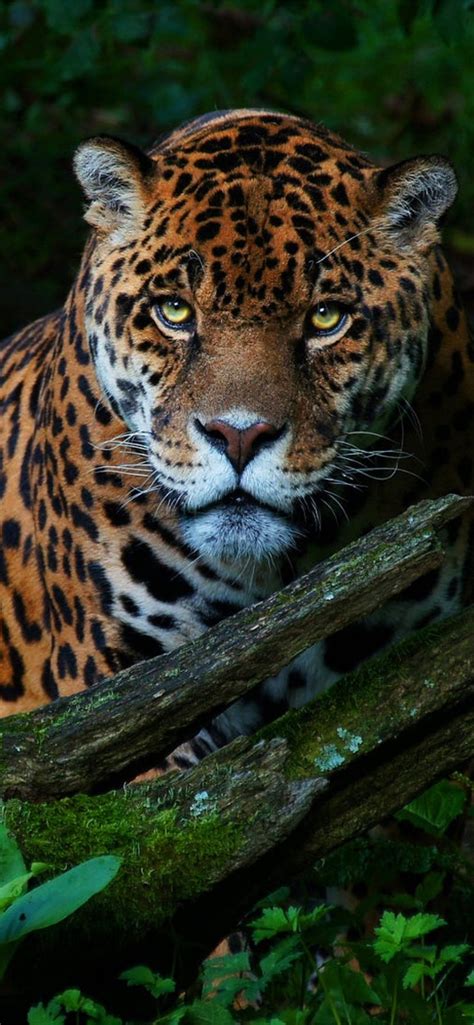 Best Jaguar iPhone HD Wallpapers - iLikeWallpaper