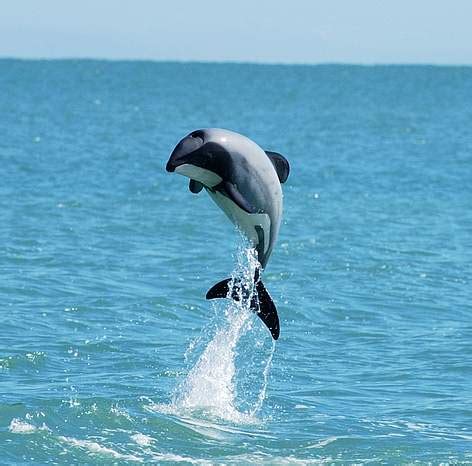 Hector's dolphins | WWF New Zealand