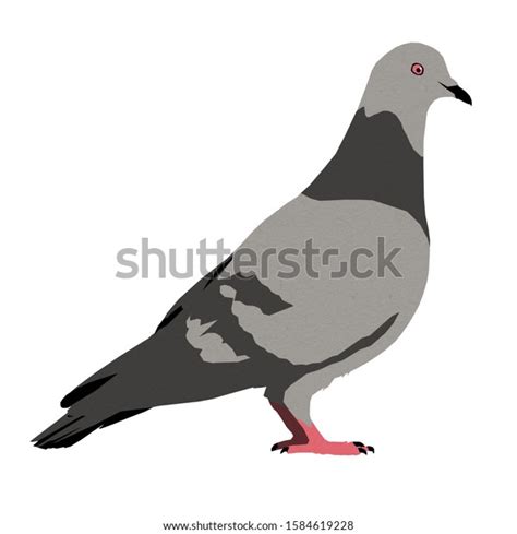 Pigeon Black And White Clipart