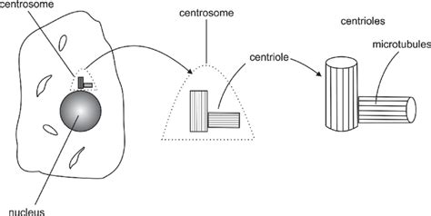 Centrosome And Centrioles