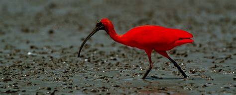 Guyana Bird-watching Holidays - Geodyssey