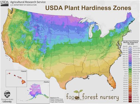 Apple Tree Growing Guide - Food Forest Nursery