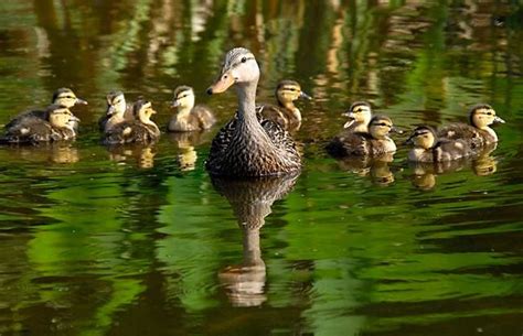 Mallard duck family | Mallard duck, Dabbling duck, Mallard