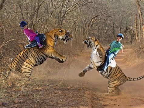 Funny Tiger Pictures » Tiger Riding Fun