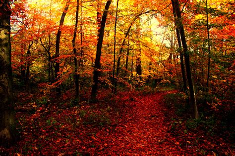 Fondos de Pantalla Estaciones del año Otoño Bosques Senda Naturaleza ...