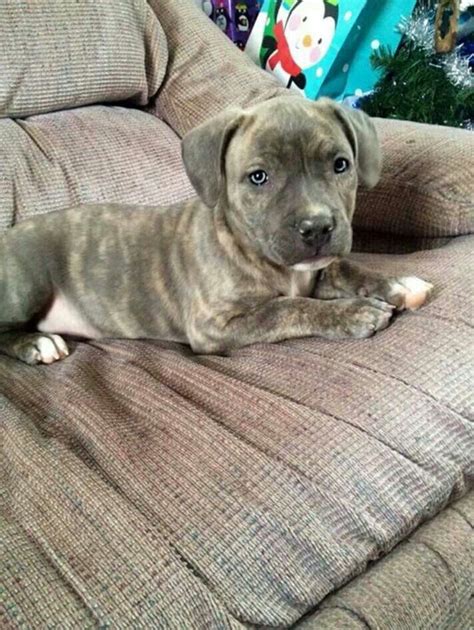 Brindle Pitbull Puppy - estrelaspessoais