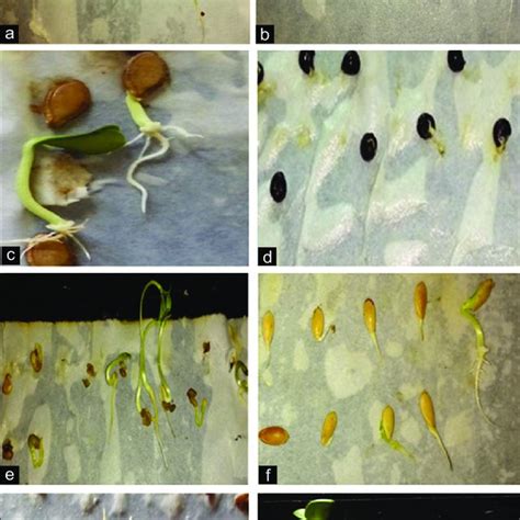 Illustration of Seed germination experiment of following crops by the... | Download Scientific ...