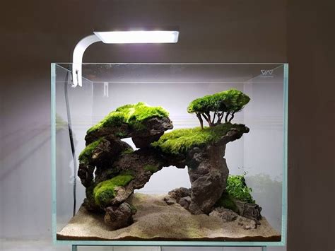 Acuario Plantado 1️⃣ Guía Paso A Paso | Acuario3web | Acuario betta, Peces de acuario, Planted ...