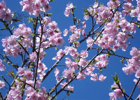 Gambar : cabang, mekar, menanam, daun bunga, kota, musim semi, berwarna merah muda, Jepang ...