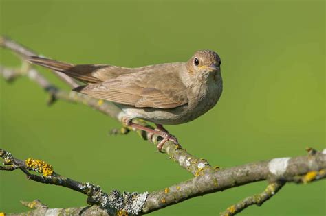 Nightingale Symbolism - Spirit Animal Totems