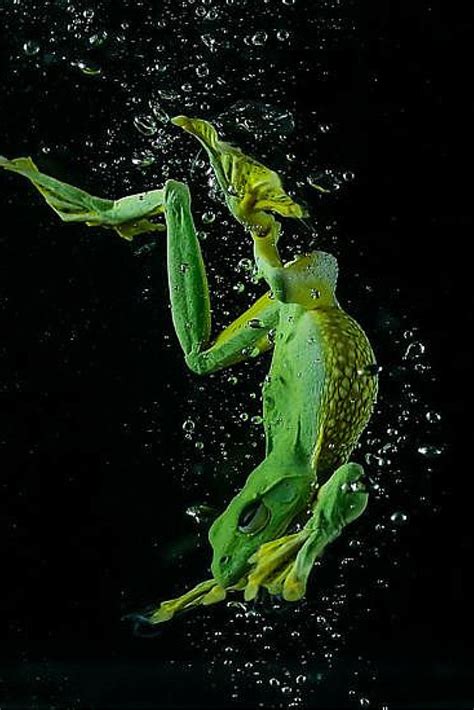 Frog Skin Under Microscope 10x | Things Under a Microscope