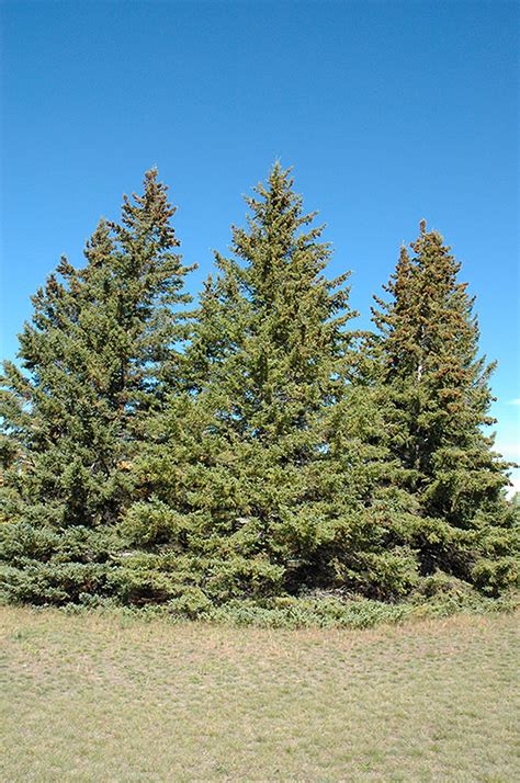 White Spruce (Picea glauca) in Edmonton St Albert Sherwood Park Stony Plain Alberta AB at ...