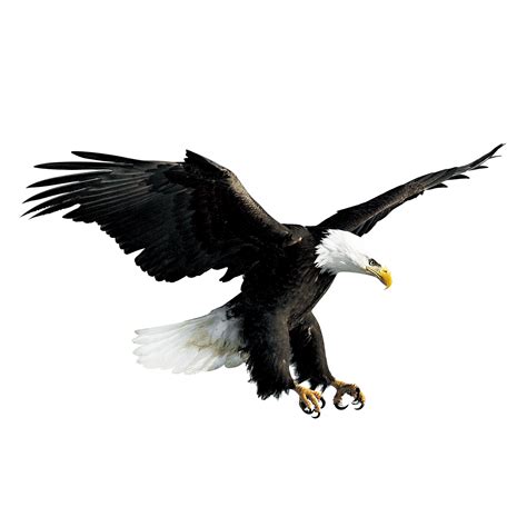 Bald Eagle Hawk Falconiformes - Flying eagle png download - 2500*2500 ...