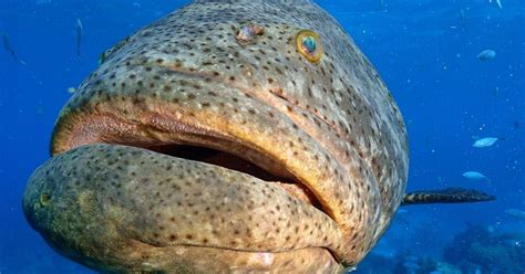 Top 5 Myths About How The "Jewfish" Got Its Name | Cleaning fish, Ocean animals, Underwater world