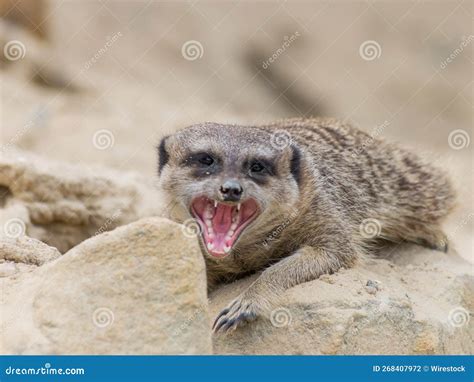 Defensive Meerkat Stock Photos - Free & Royalty-Free Stock Photos from ...