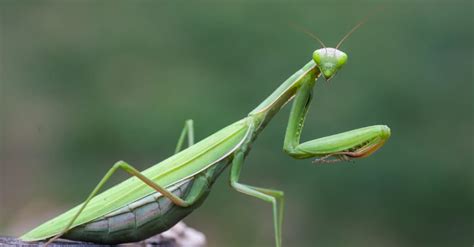 Praying Mantis Lifespan: How Long Do Praying Mantis Live? - A-Z Animals