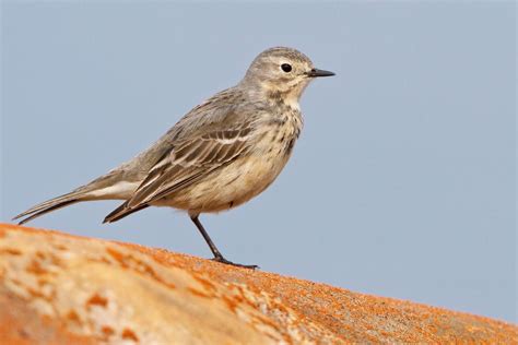 American Pipit - Audubon. Nesting in the far north and on mountaintops, American Pipits can be ...