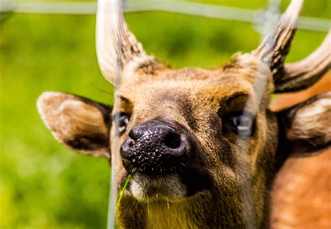 Philippine spotted deer