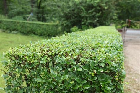 Beautiful Green Boxwood Hedge Outdoors. Landscape Design Stock Photo ...