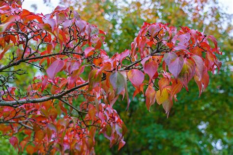 How to Grow and Care for Kousa Dogwood Trees